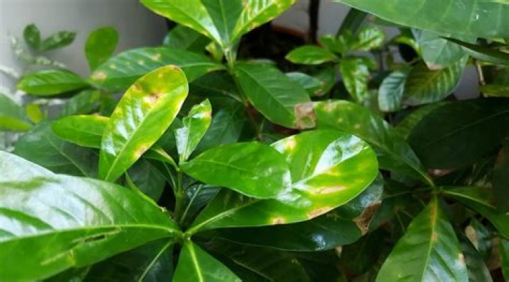 What causes brown spots on gardenia leaves?