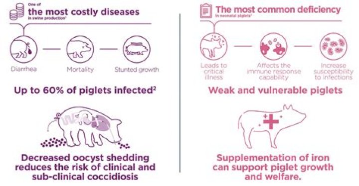 What causes piglets to die?