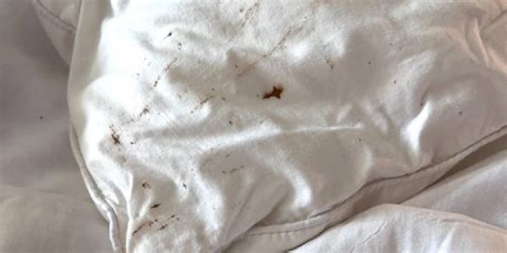 What do bed bug stains look like on sheets?