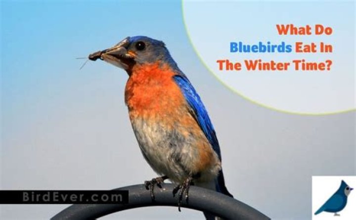 What do bluebirds eat in the winter time?