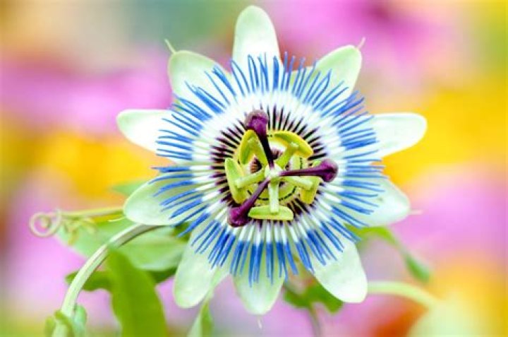 What do passion flowers symbolize?