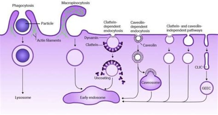 What do you mean by mediated transport?
