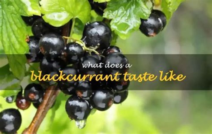 What does a blackcurrant taste like?