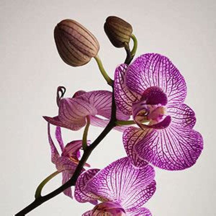 What does a purple orchid mean?