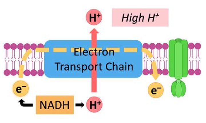 What does an electron dot diagram tell you?