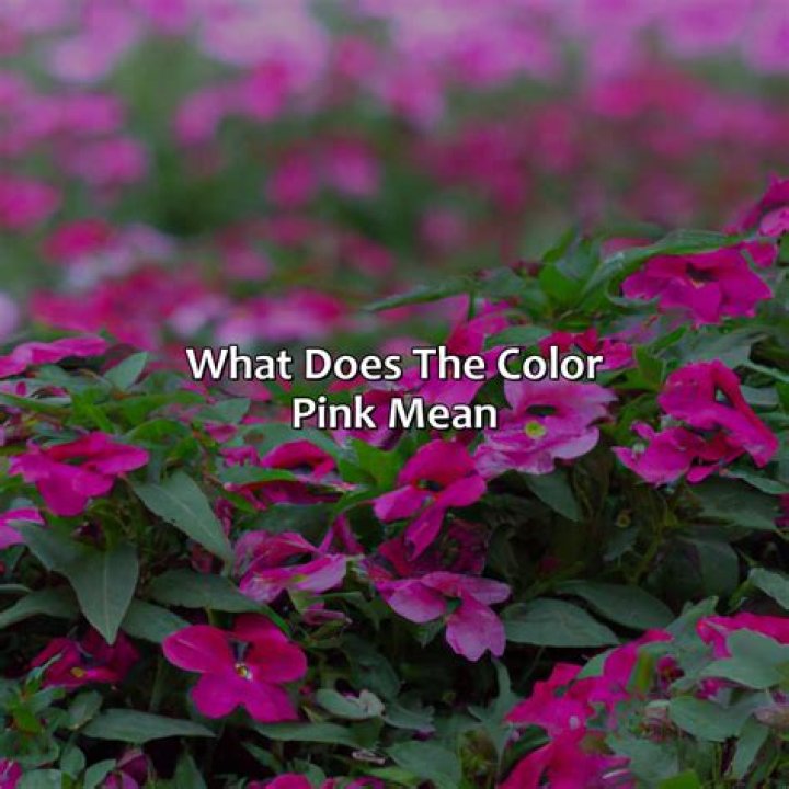 What does pink of health mean?