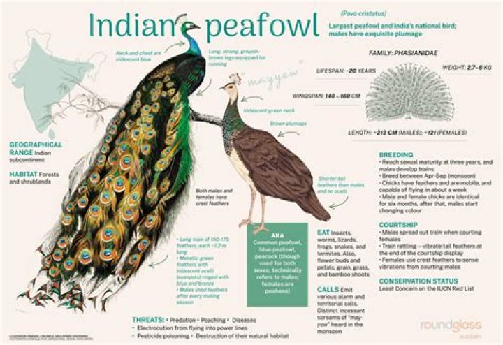 What does seeing peacock in dream mean?