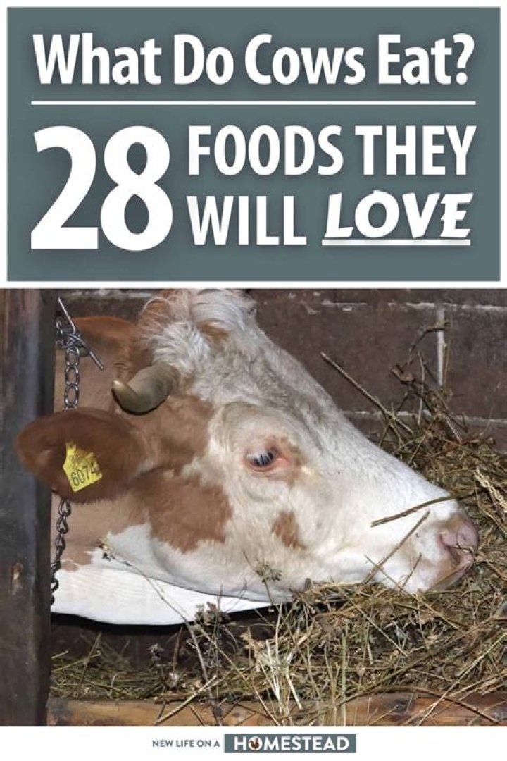 What does the cow emoji mean?