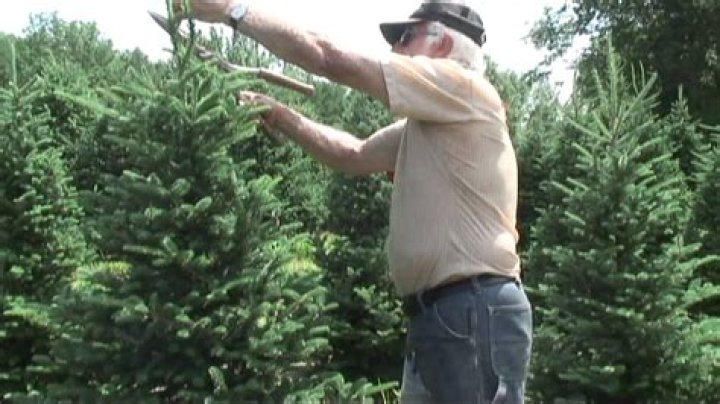 What does trimming a Christmas tree mean?