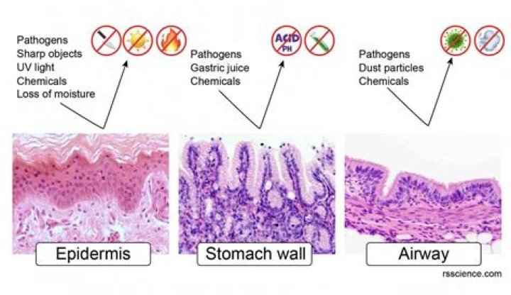 What epithelial tissue absorbs nutrients?