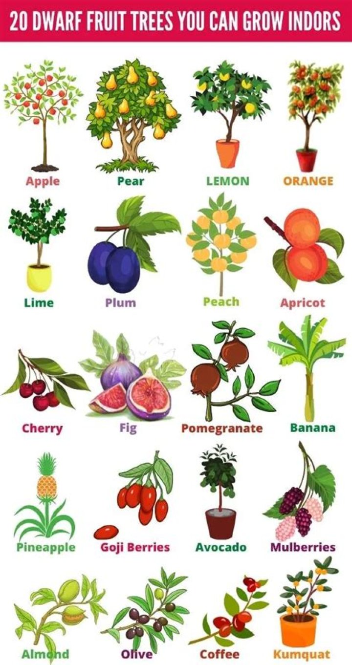 What fruit does not grow on trees?