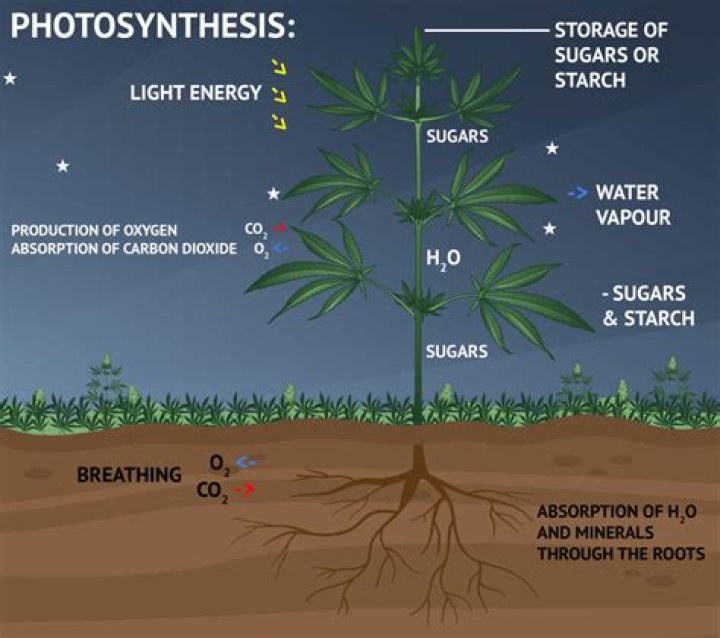 What happens to plants in the dark?