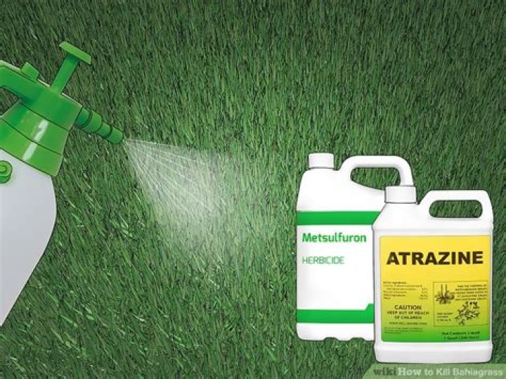 What herbicide will kill Bahiagrass?