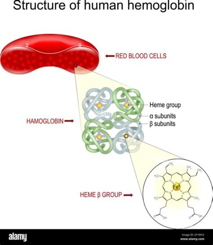 What is a hemoglobin molecule?