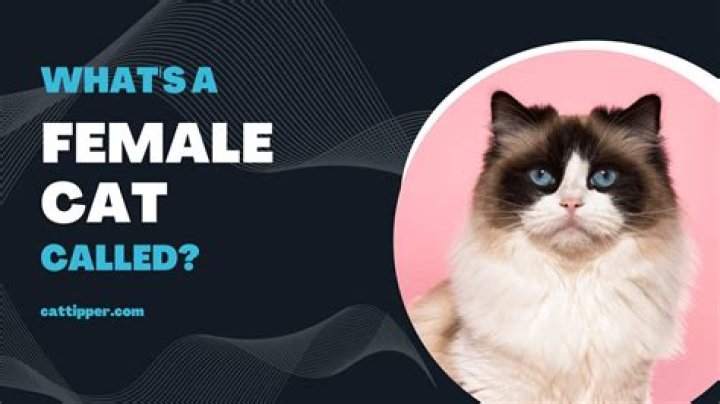 What is a mutt cat?