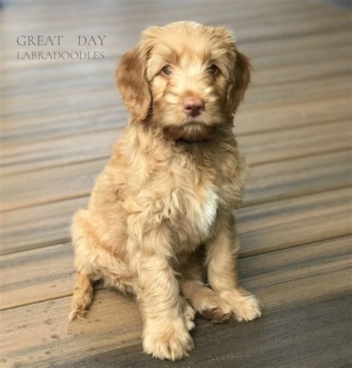 What is a Parti colored labradoodle?