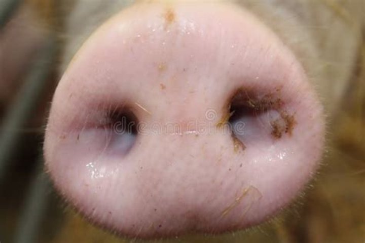 What is a pig’s snout called?