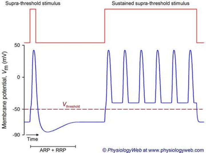 What is a Suprathreshold stimulus?
