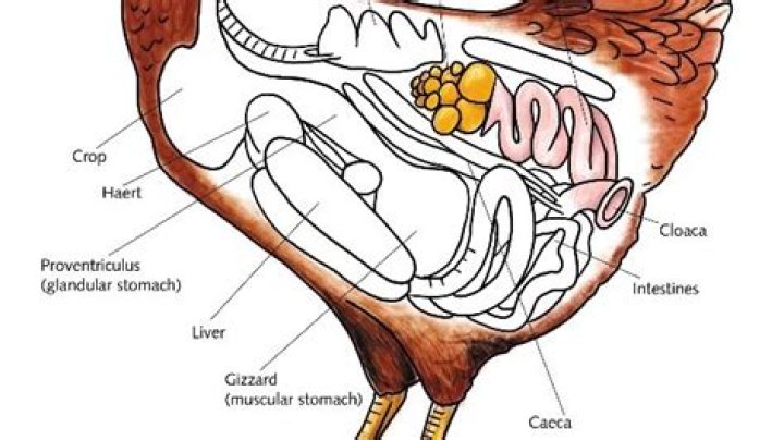 What is an ovipositor kink?