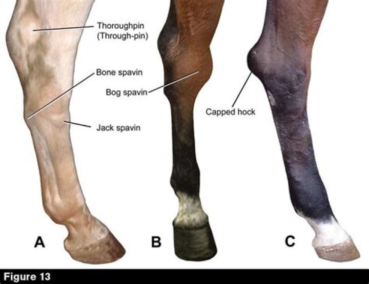 What is equine elbow cap?