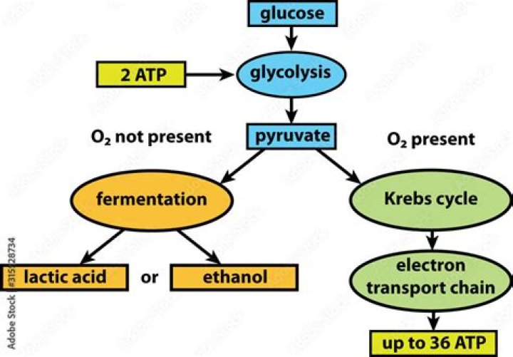 What is glycolysis followed by if oxygen is not present?