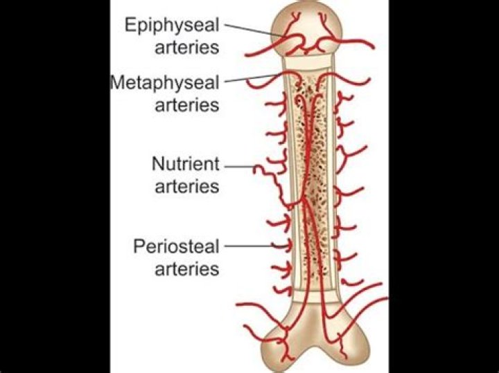 What is periosteal artery?