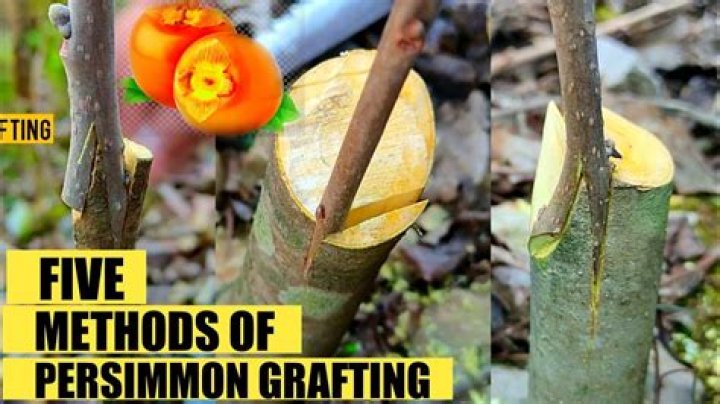 What is persimmon wood good for?