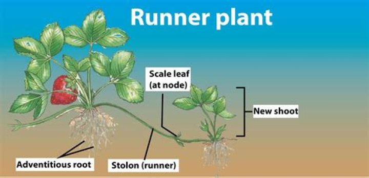 What is runners in plants?