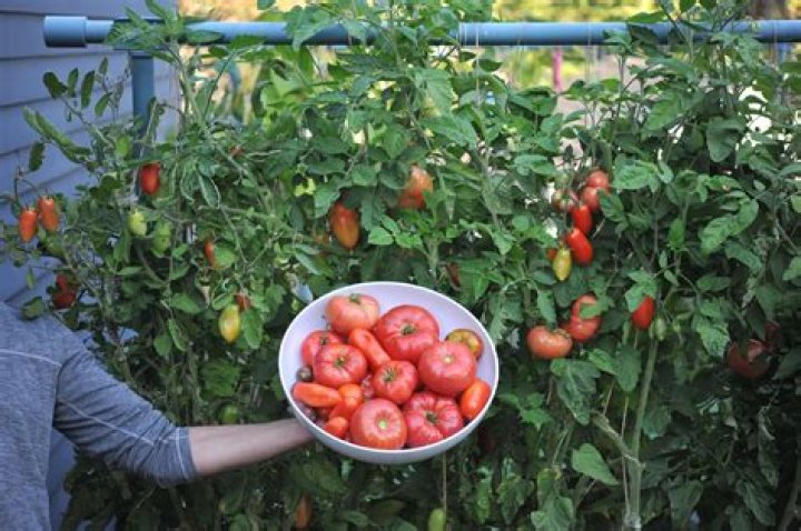 What is the best way to hold up tomato plants?