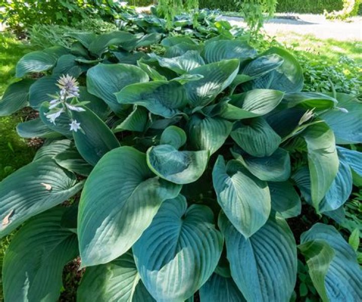 What is the crown of a hosta?