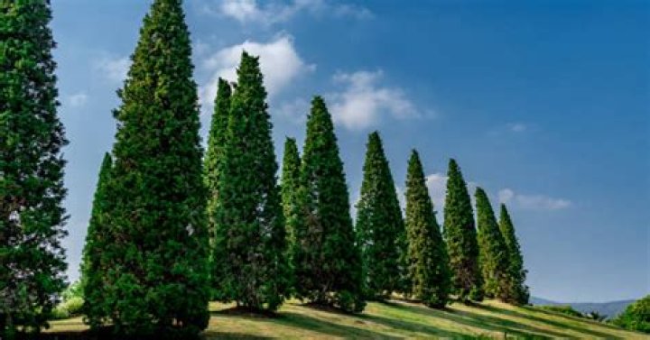 What is the difference between a cypress tree and a cedar tree?