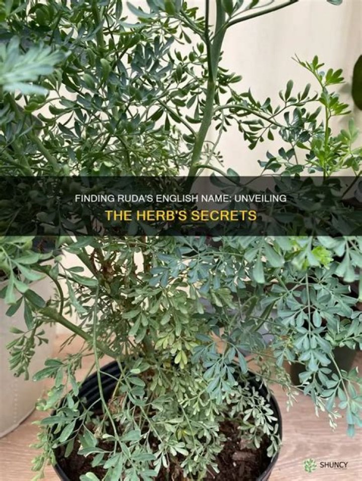 What is the English name for the plant Ruda?