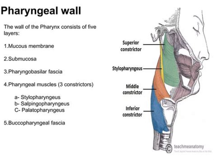 What is the function of the pharyngeal muscles in an earthworm?