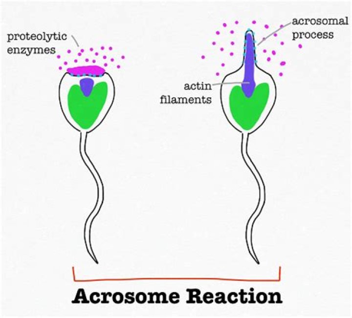 What is the function of the sperm cell’s acrosome?