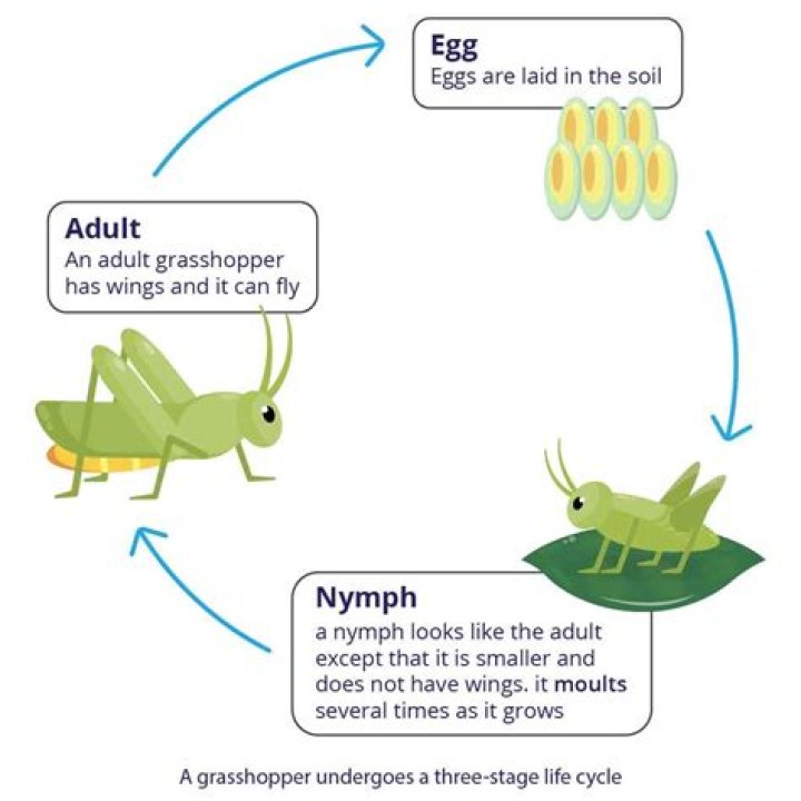 What is the life cycle of a cucumber?