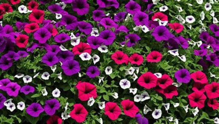 What is the lowest temp for petunias?