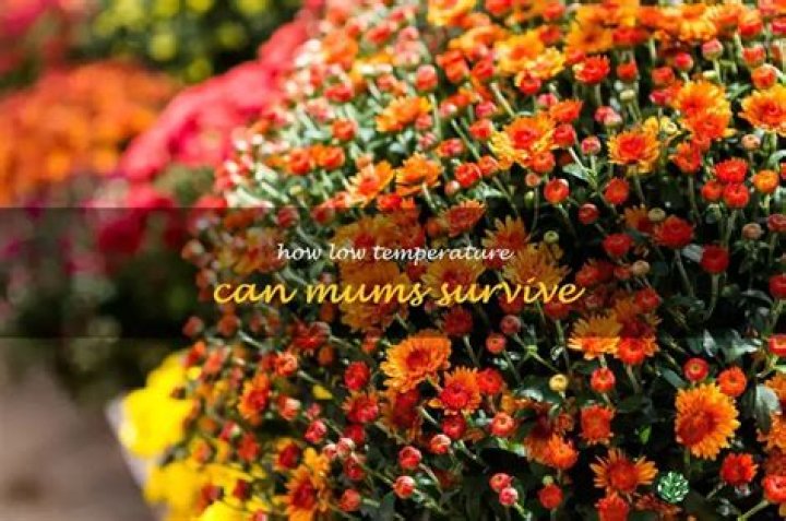 What is the lowest temperature mums can survive?