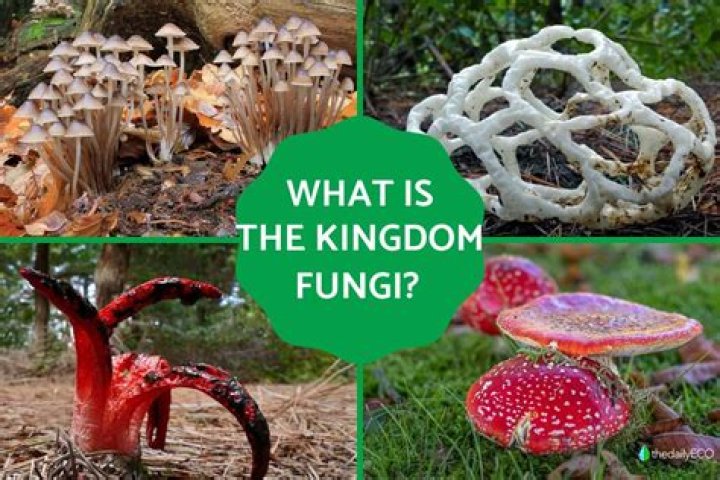 What is the outstanding characteristic of Kingdom Fungi?