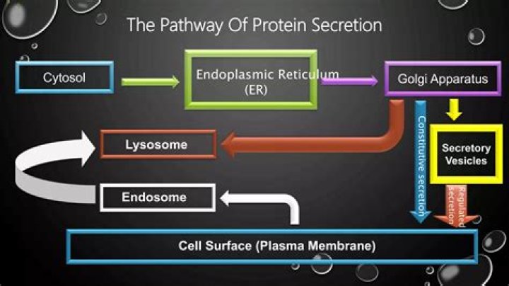 What is the path of a protein from synthesis to secretion?