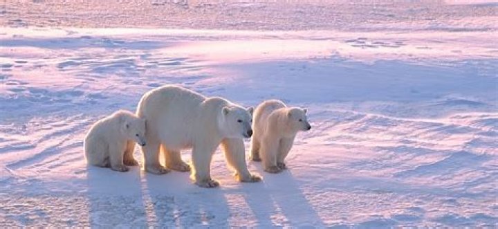 What is the polar bears role in the ecosystem?