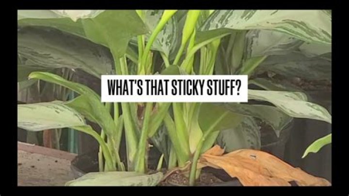 What is the sticky substance on my plant?