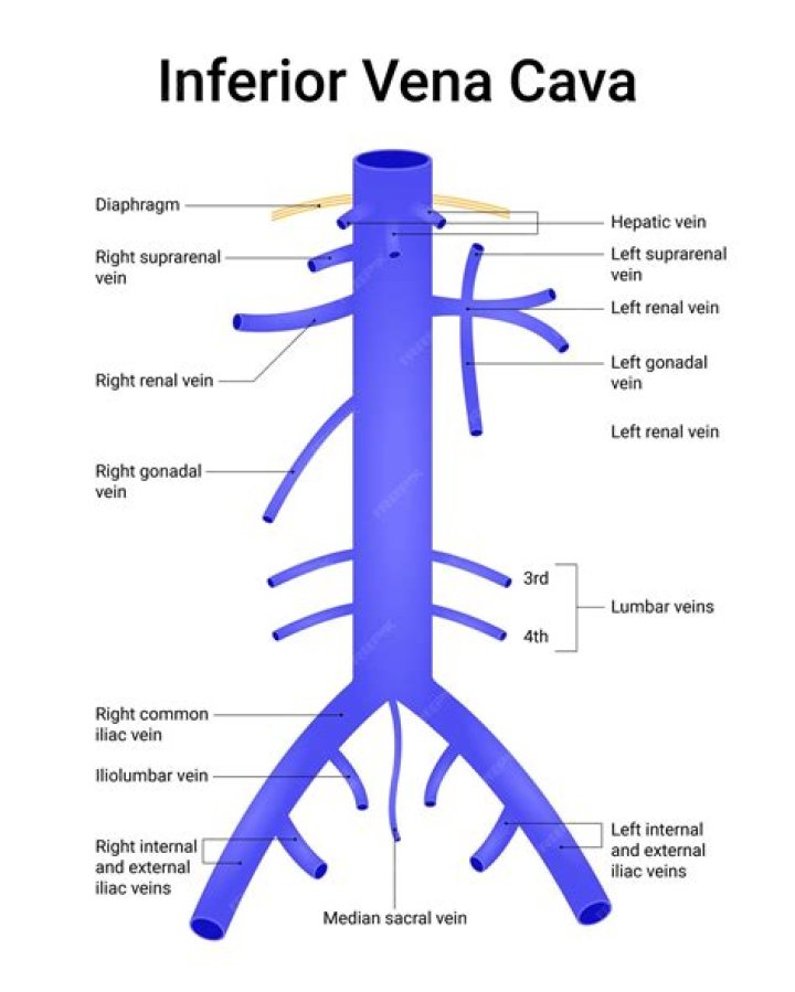 What is Vena e real name?