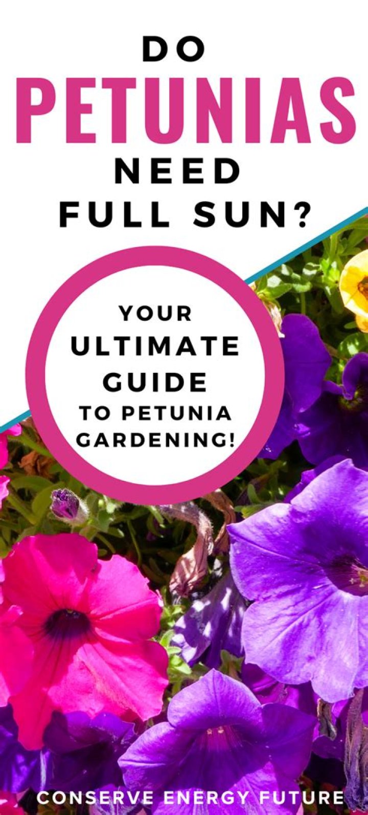 What kind of fertilizer do petunias need?
