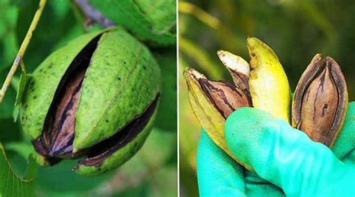 What kind of nut has a green shell?