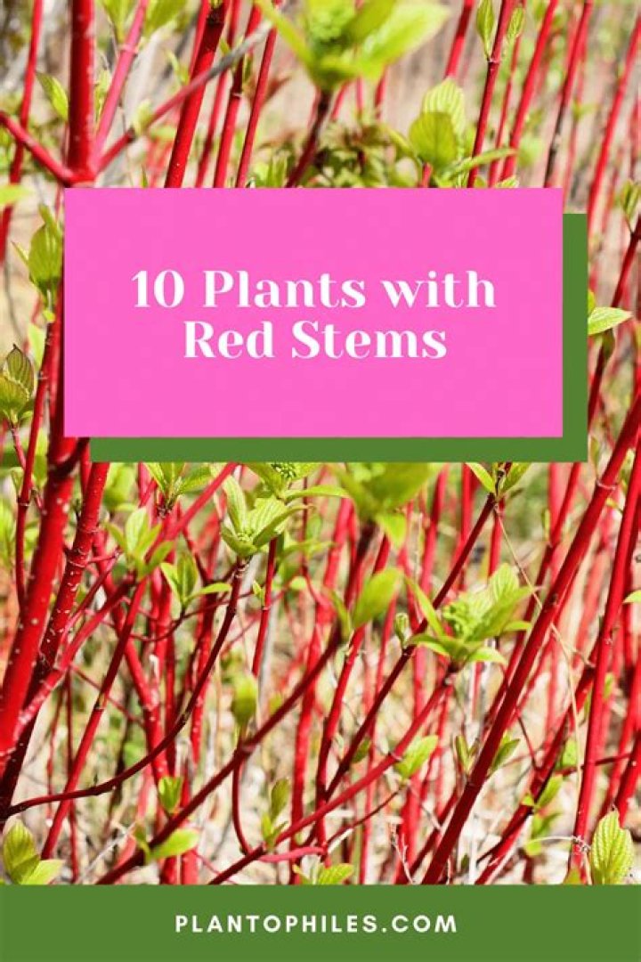 What plant has red stems and green leaves?
