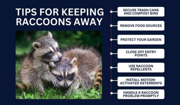 What plants keep raccoons away?