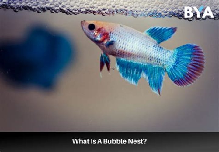 What’s a bubble nest for Betta?