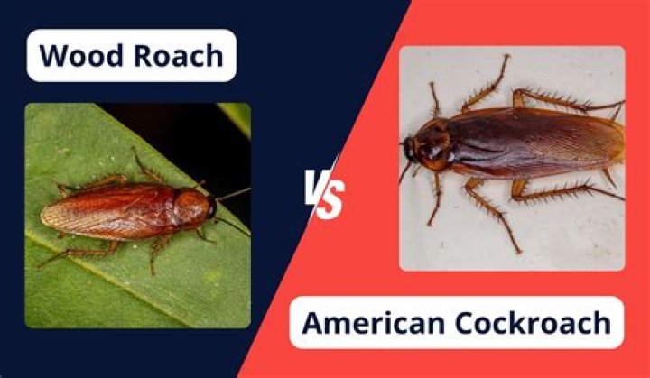 What the difference between wood roaches and cockroaches?