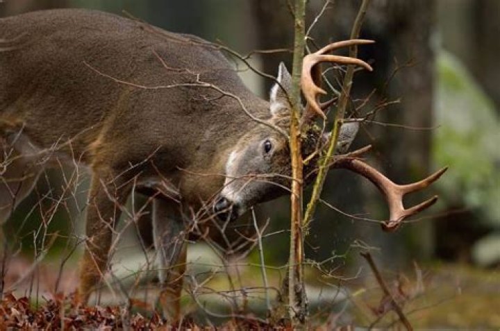 What time of day do deer rub trees?