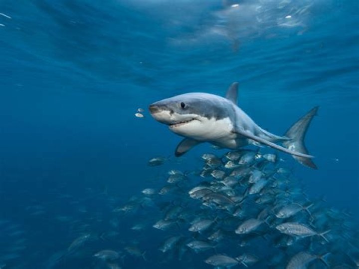 What time of year do great white sharks migrate?